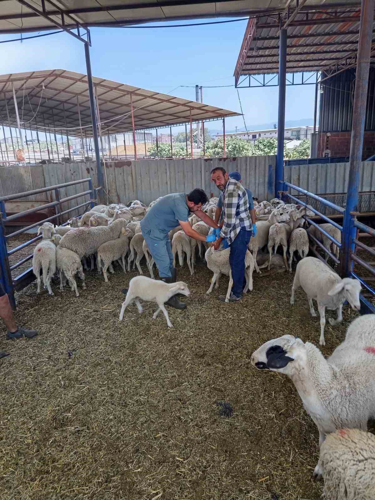 Köşk’te küçükbaş hayvanlar kayıt altına alınıyor