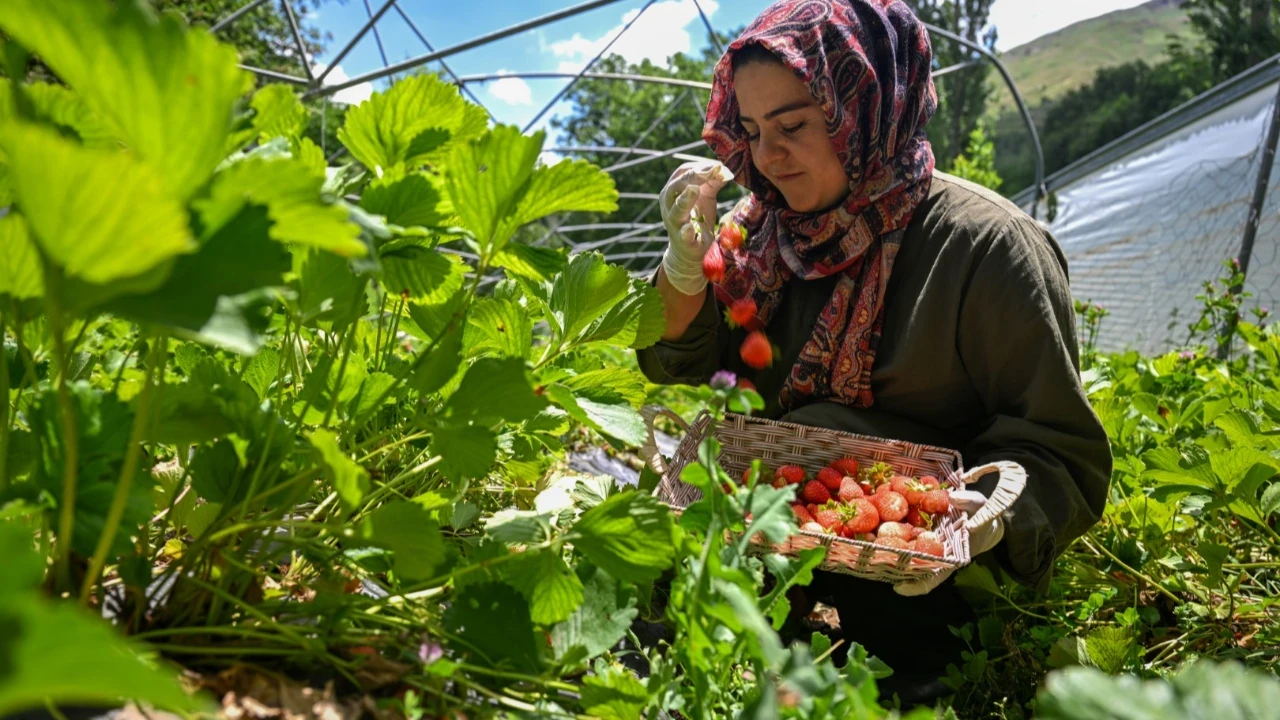 32 yaşındaki kadın ilçenin tek üreticisi: 500 metrekareden 2.500’e çıktı