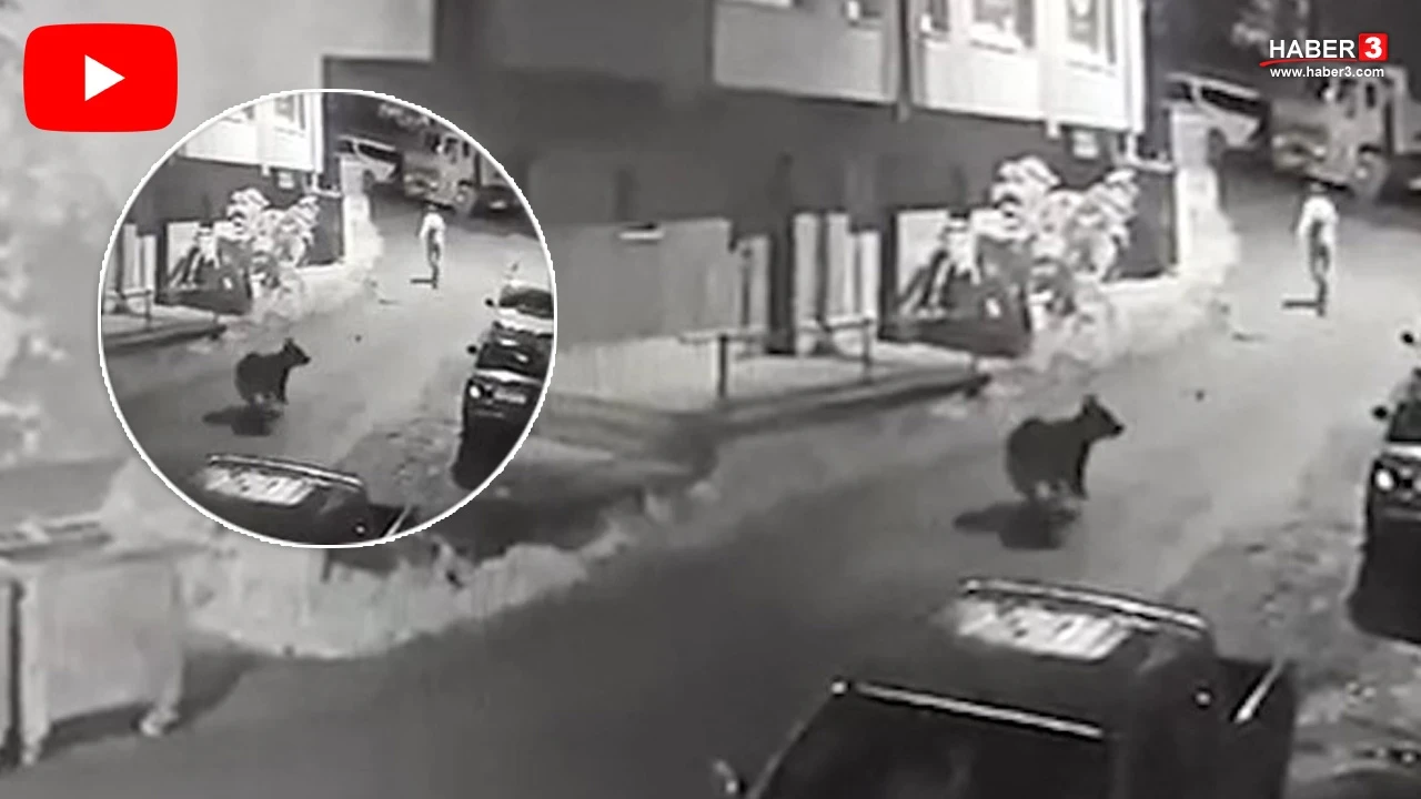 Rize’de ayı saldırısı kamerada! Mahalleye inip vatandaşı kovaladı