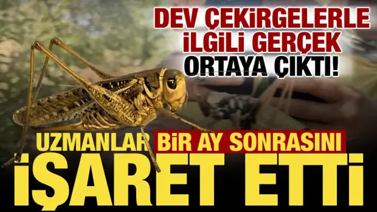 Türkiye'yi korkutan dev çekirgelerle ilgili gerçek ortaya çıktı: Bir ay içinde...
