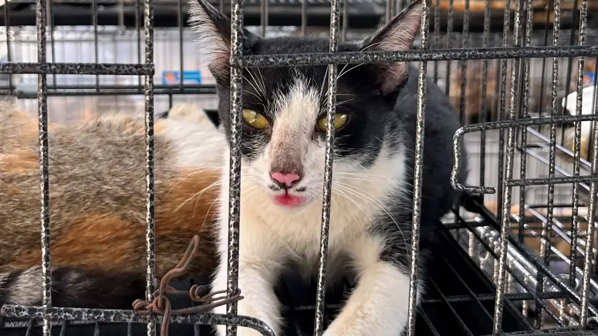 Vietnam'da kedi eti çetesine baskın! Çalınan yüzlerce patili, kesilmek üzereyken kurtarıldı...
