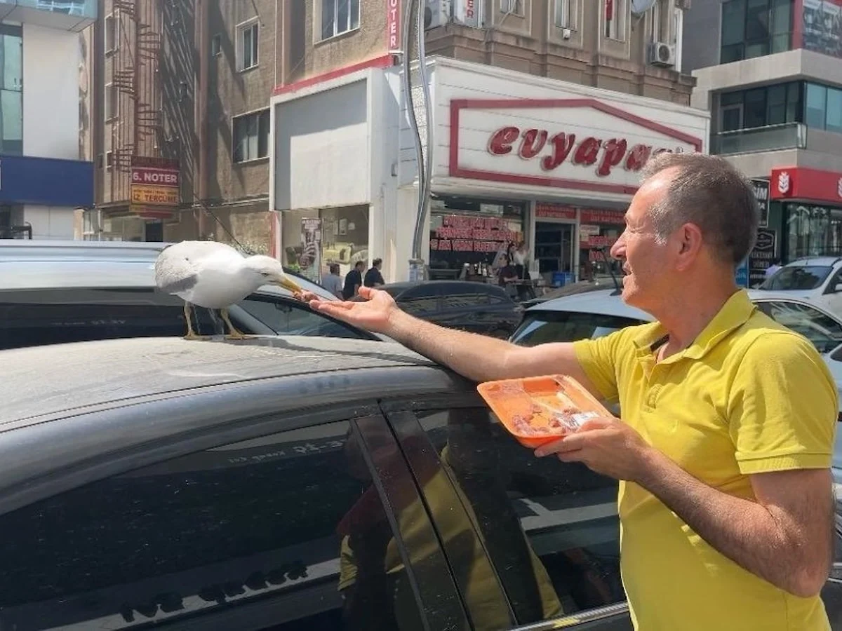 Kocaeli'de martı 'Pamuk' esnafın maskotu oldu