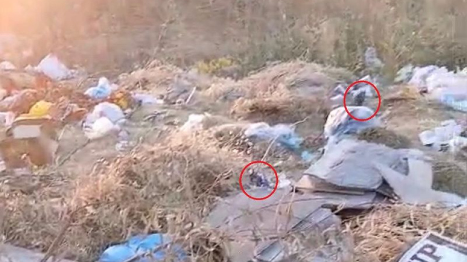 Diyarbakır'da boş arazideki çöpler fare yuvasına döndü