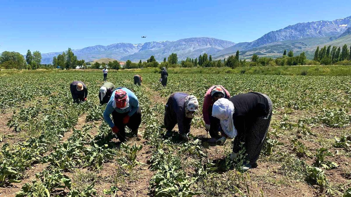 Erzincan'da kadın tarım işçileri kavurucu sıcakta pancar mesaisi yapıyor