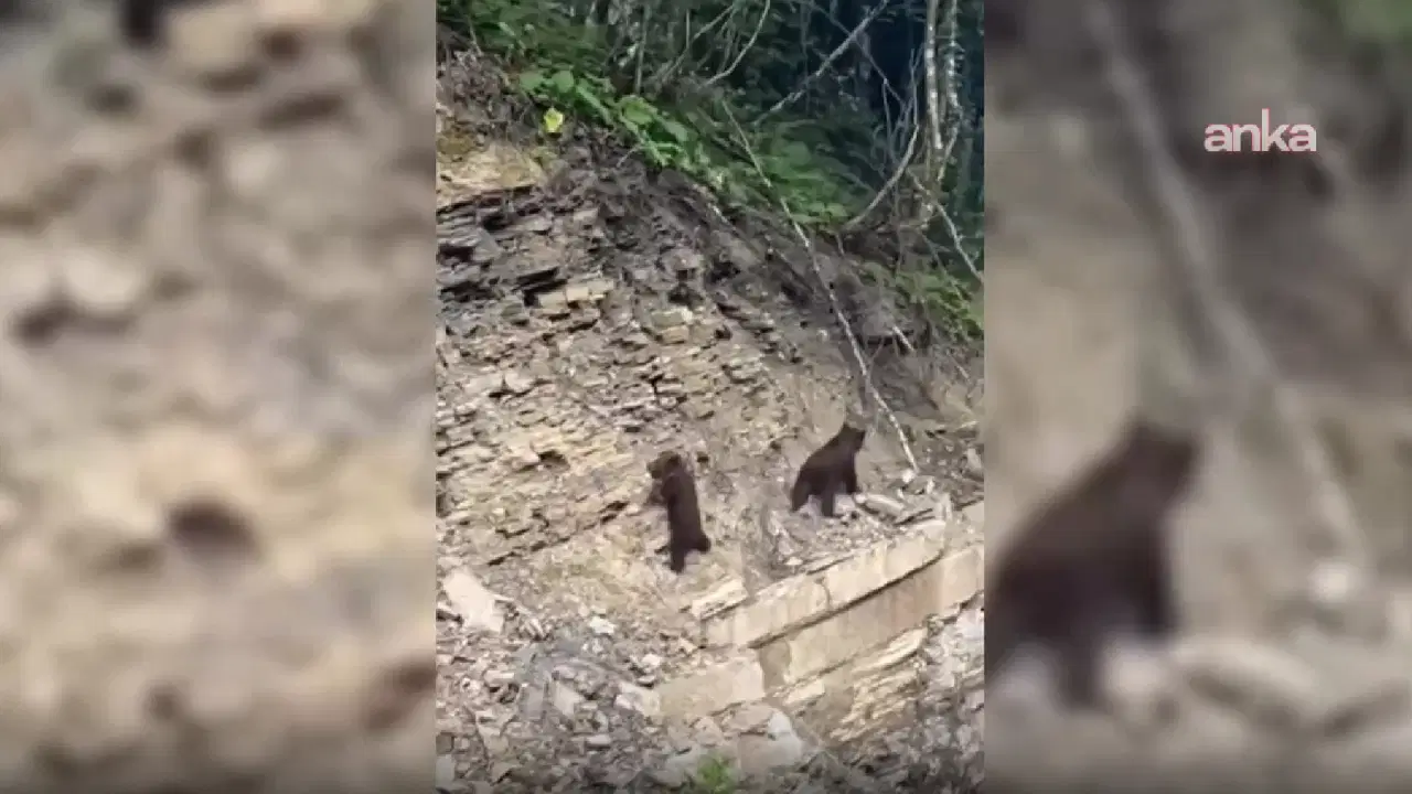 Sinop ormanlarında yavru ayılar kameralara yakalandı