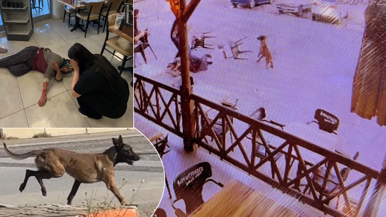 Dinlenme tesisinde dehşet! Başıboş köpek kadına saldırdı, kolunu parçaladı