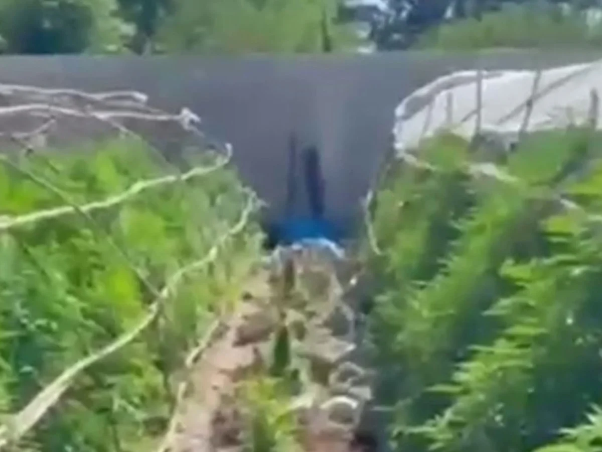Hatay'da seraları uyuşturucu üstüne çevirdiler