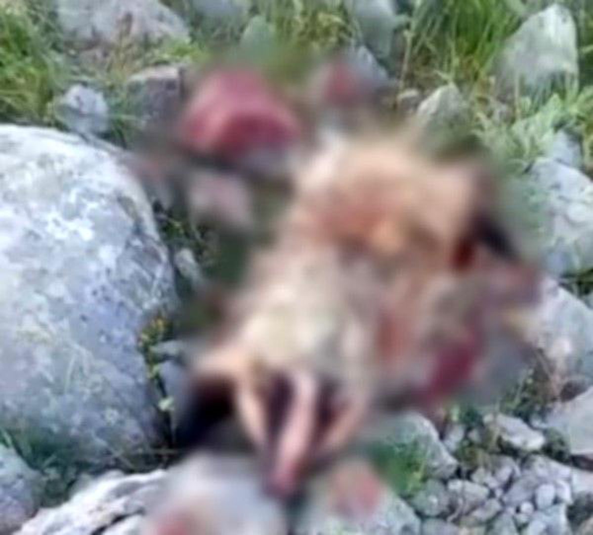 Erzincan'da köpeklerin saldırısına uğrayan porsuk telef oldu