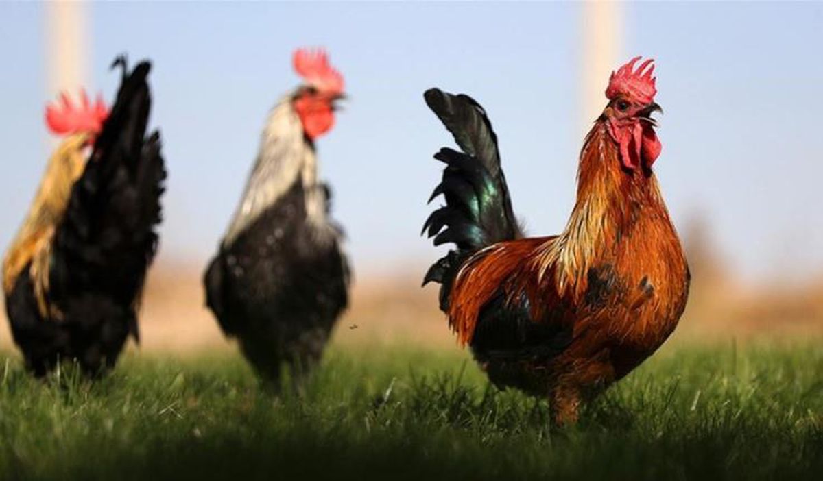 Horoz billuru yenir mi, horoz billuru nedir?