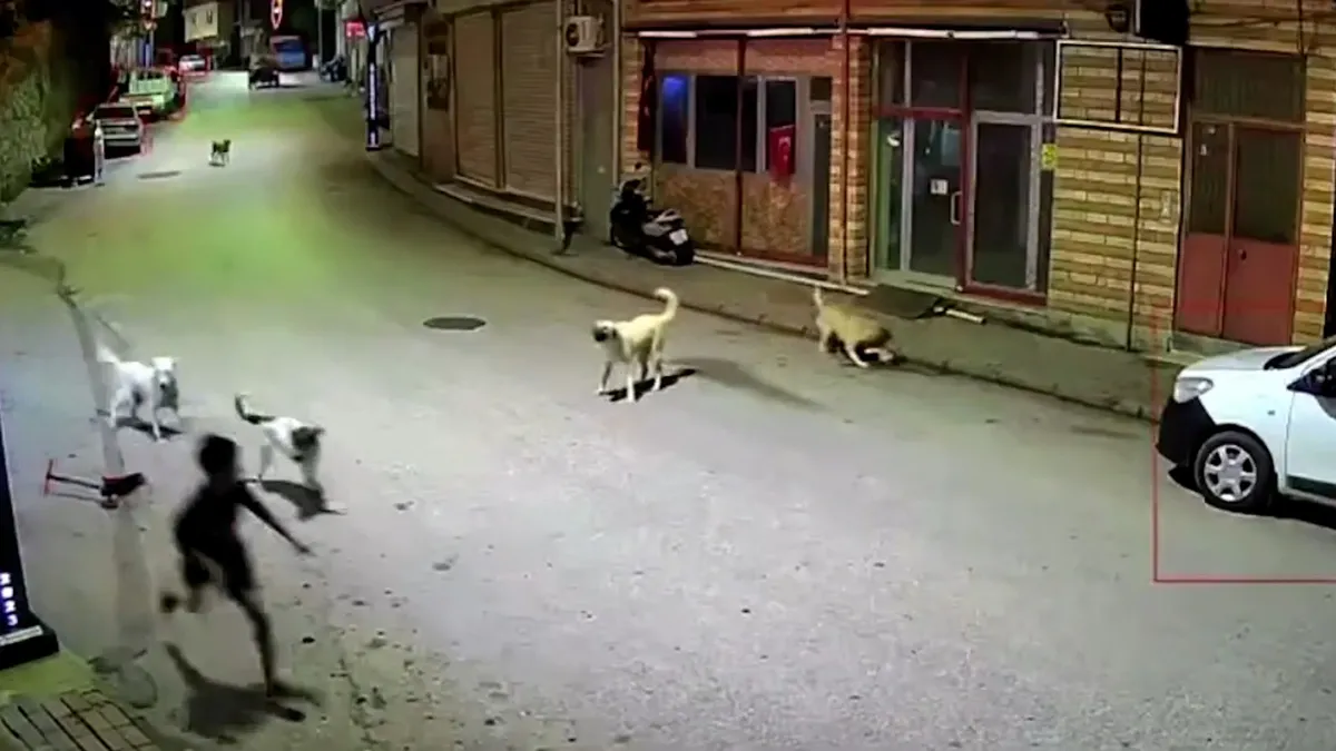 Ordu'da başıboş köpek dehşeti: 10 yaşındaki çocuk ölümden döndü