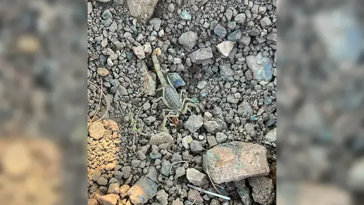 Afyonkarahisar'da akrep paniği! Bahçede çalışan kişi hastanelik oldu