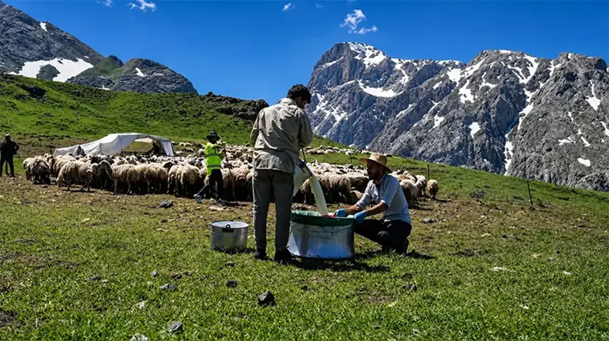Munzur’un zirvesinde asırlık mesai! Zorlu yayla şartlarında tescilli lezzet üretiliyor