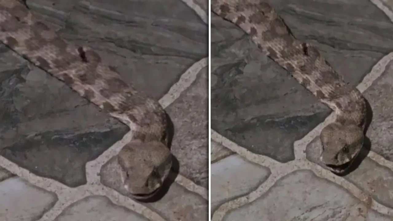 Balkona çay içmeye çıktı, dev yılanla karşı karşıya kaldı! Tam 2 metre boyunda: İşte o görüntüler