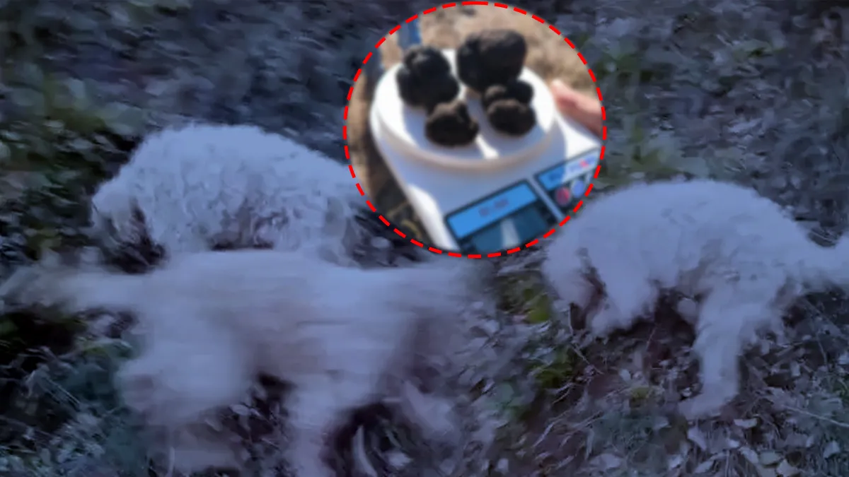 Özel eğitimli köpekler didik didik aradı! 112 bin hektar aran böyle tarandı: Toprağın altında 22 ton bulundu!