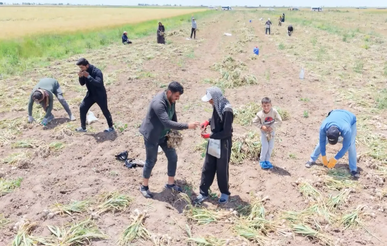 Aksaray'da yetişiyor, dünya peşinde! Sırrı içindeki 2 maddede