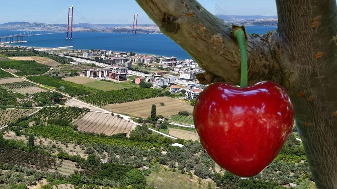 İngiliz Kraliyet Ailesi yiyordu! Çanakkale'de yetişiyor, küsleri anında barıştırıyor