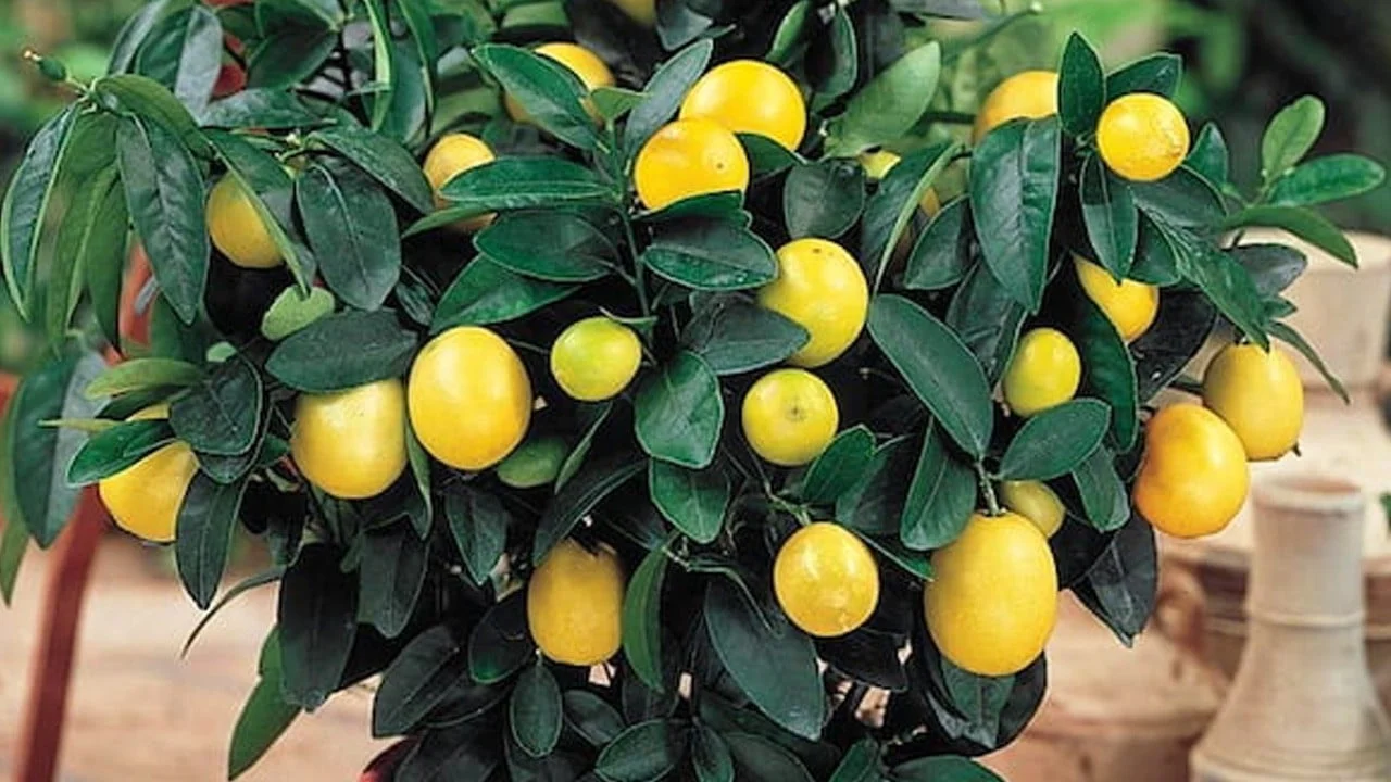 Evde saksıda limon ağacı yetiştiriciliği bakımı! Sadece bir şeye bakılacak: Yaz ayı dinlendirilmiş içme suyu kullanın