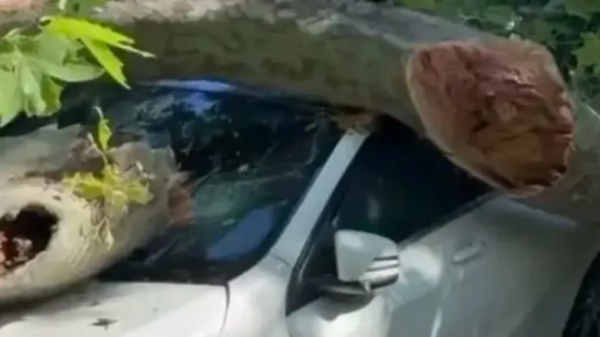 Bakırköy'de asırlık çınar ağacı park halindeki otomobilin üzerine devrildi