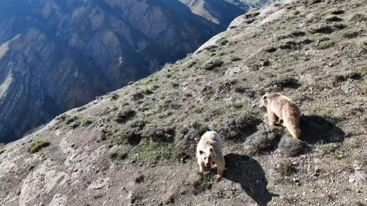Erzincan'da ayı saldırısı: Yaralı vatandaş ameliyata alındı