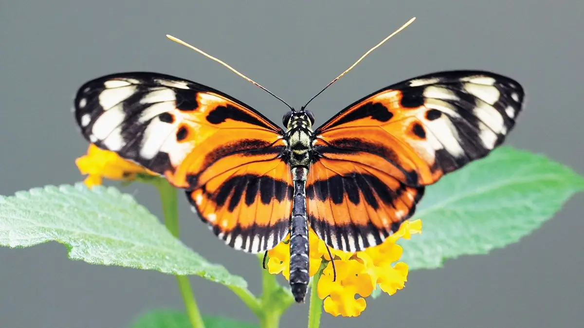 Polenle besleniyorlar! En uzun yaşayan Heliconius