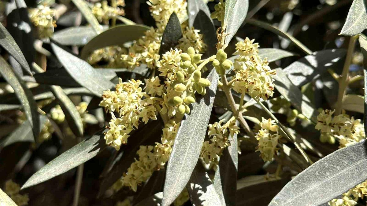 El Nino'ya karşı uzmanından zeytin üreticilerine kritik uyarılar