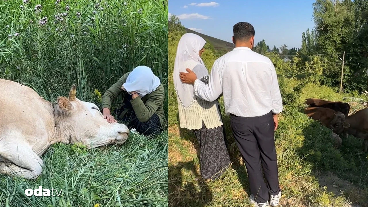 İneği için gözyaşı dökmüştü: Ayni Teyze'ye yardım eli