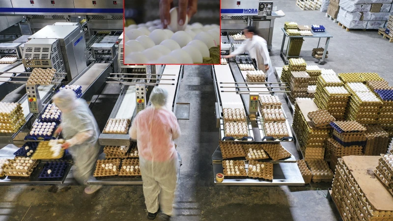 Kuş gribi Avrupa'nın yumurta talebini Türkiye'ye taşıdı