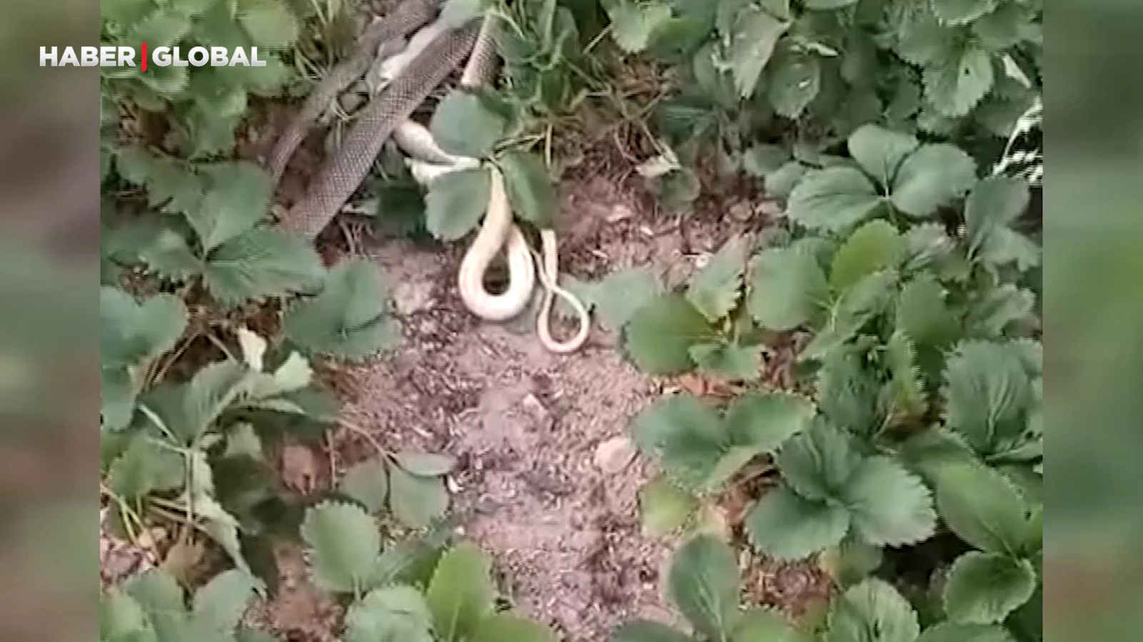 Kırıkkale'de yılanlar bu halde bulundu! "Muhafaza altına alındılar"
