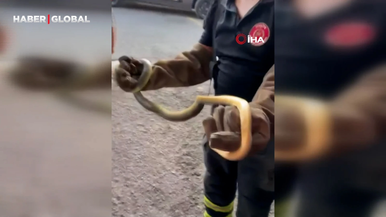 Feribottan inen araçtan yılan çıktı