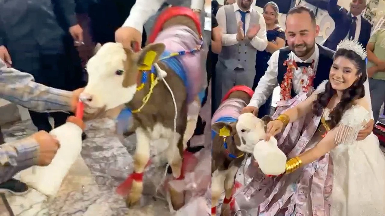 Manisa'da ezber bozan düğün: Genç çifte takı yerine dişi buzağı hediye edildi