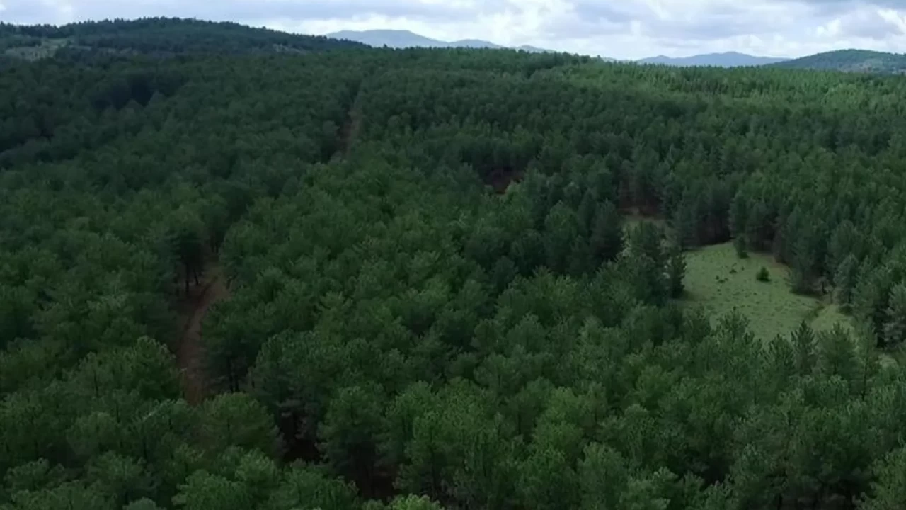 Kahramanmaraş’ta ormanlara giriş yasağı başladı