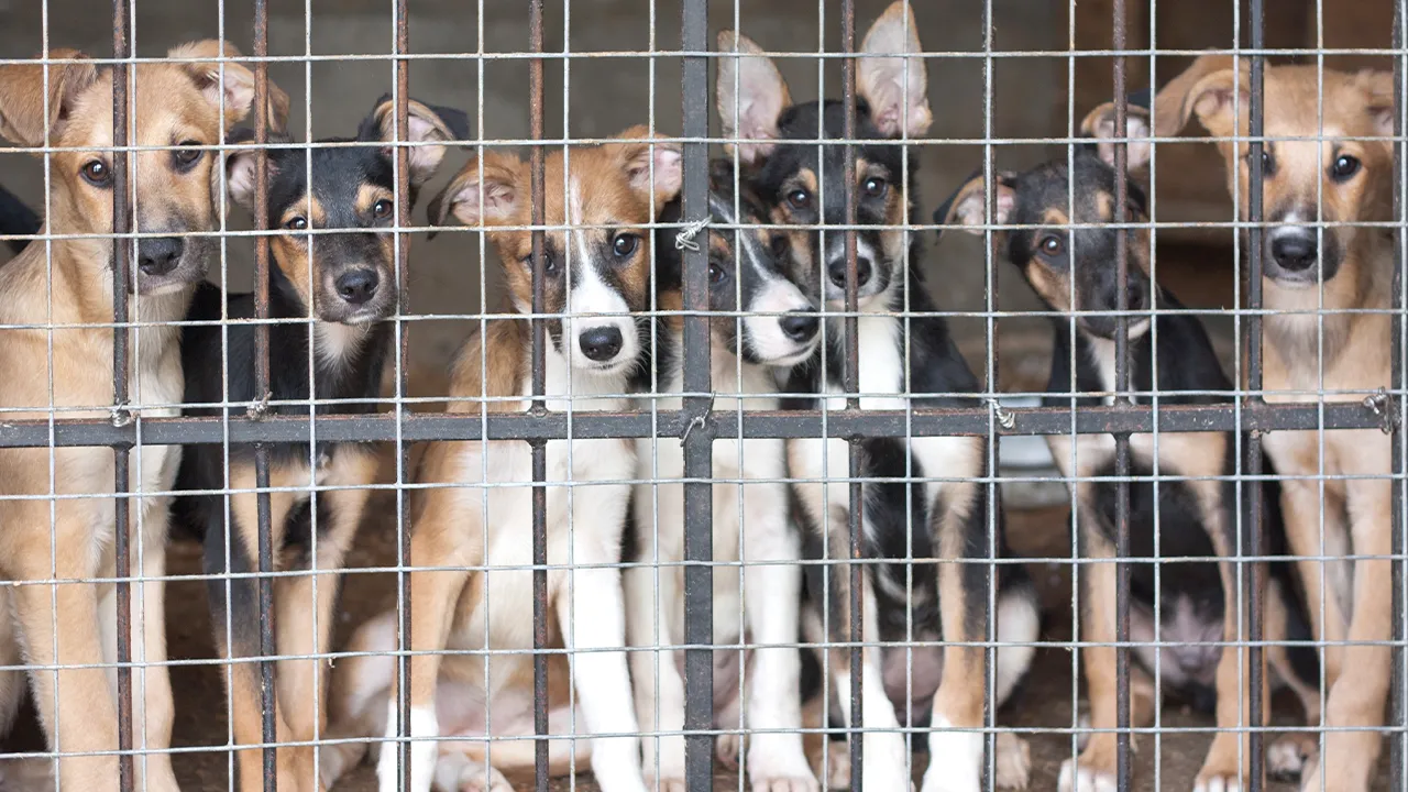 CHP'den Meclis'e Hayvan Yasası teklifi: Cezalar artırılsın, kısırlaştırılan köpek sokağa dönsün