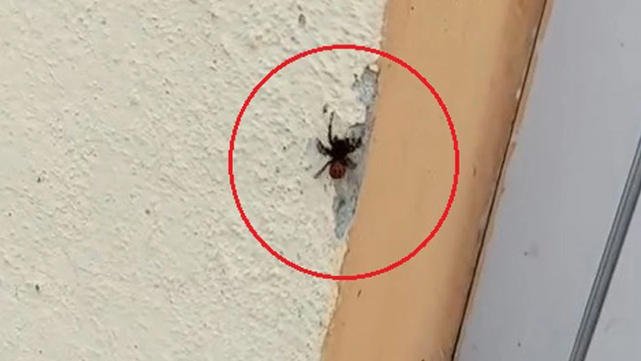 Nadir görülen tür kamerada! Uğur böceği sandılar, örümcek çıktı