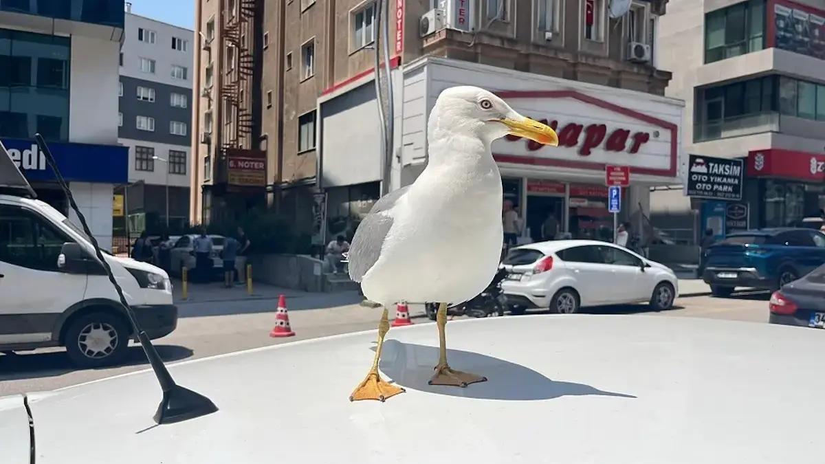 Kebapçı esnafının elinden beslenen martı 'Pamuk', Gebze’nin maskotu oldu