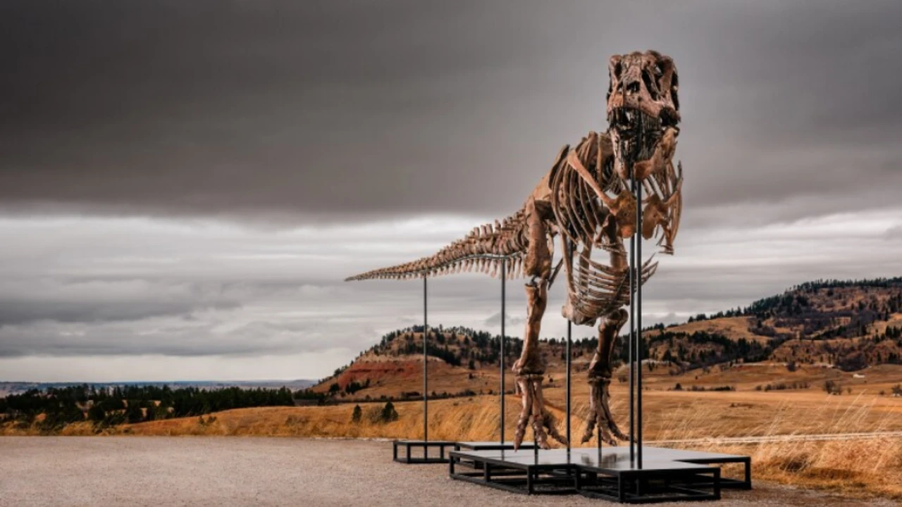 67 milyon yıllık dev T-Rex iskeletine rekor fiyat
