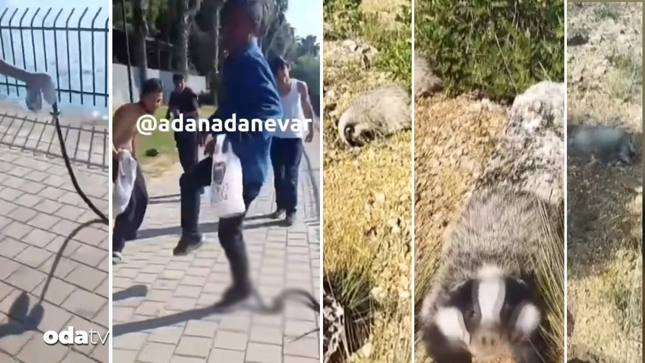 Yılandan sonra porsuk: 'Bana saldırdı' deyip sopayla vurdu