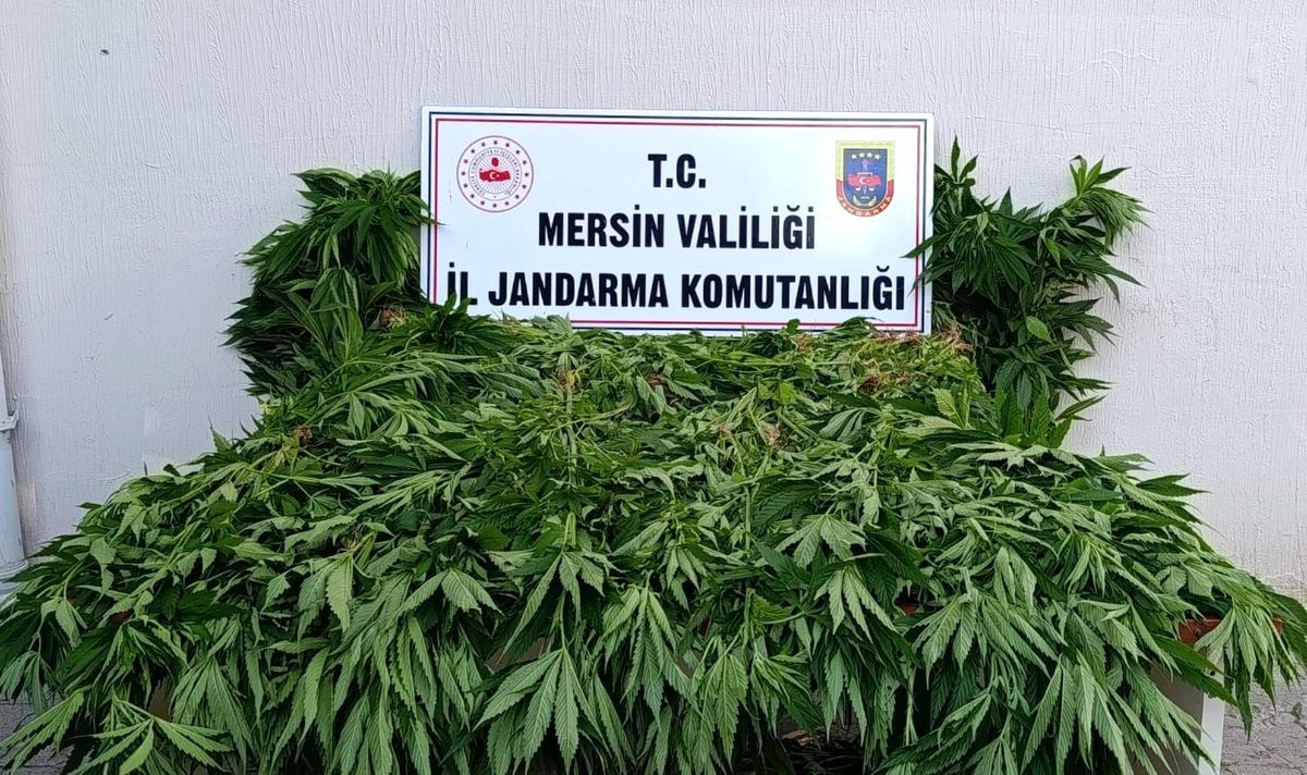 Ormanda kenevir yetiştirenlere suçüstü operasyon: 2 tutuklama