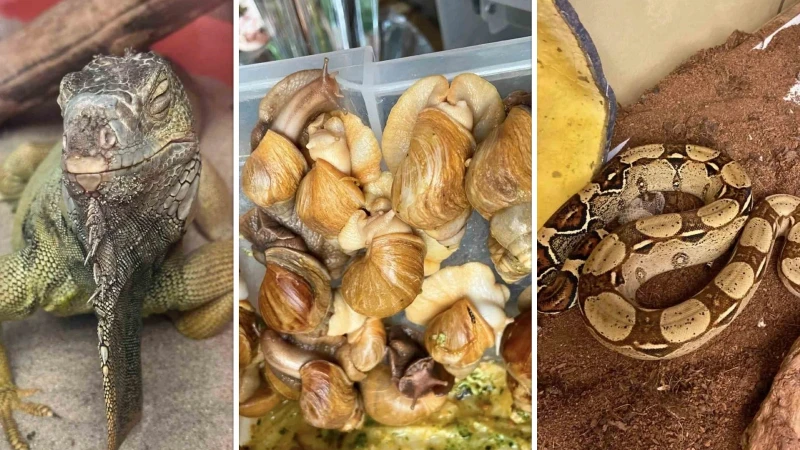 İstanbul’da bir evden tarantula, yılan, akrep, iguana, Afrika dev salyangozları çıktı
