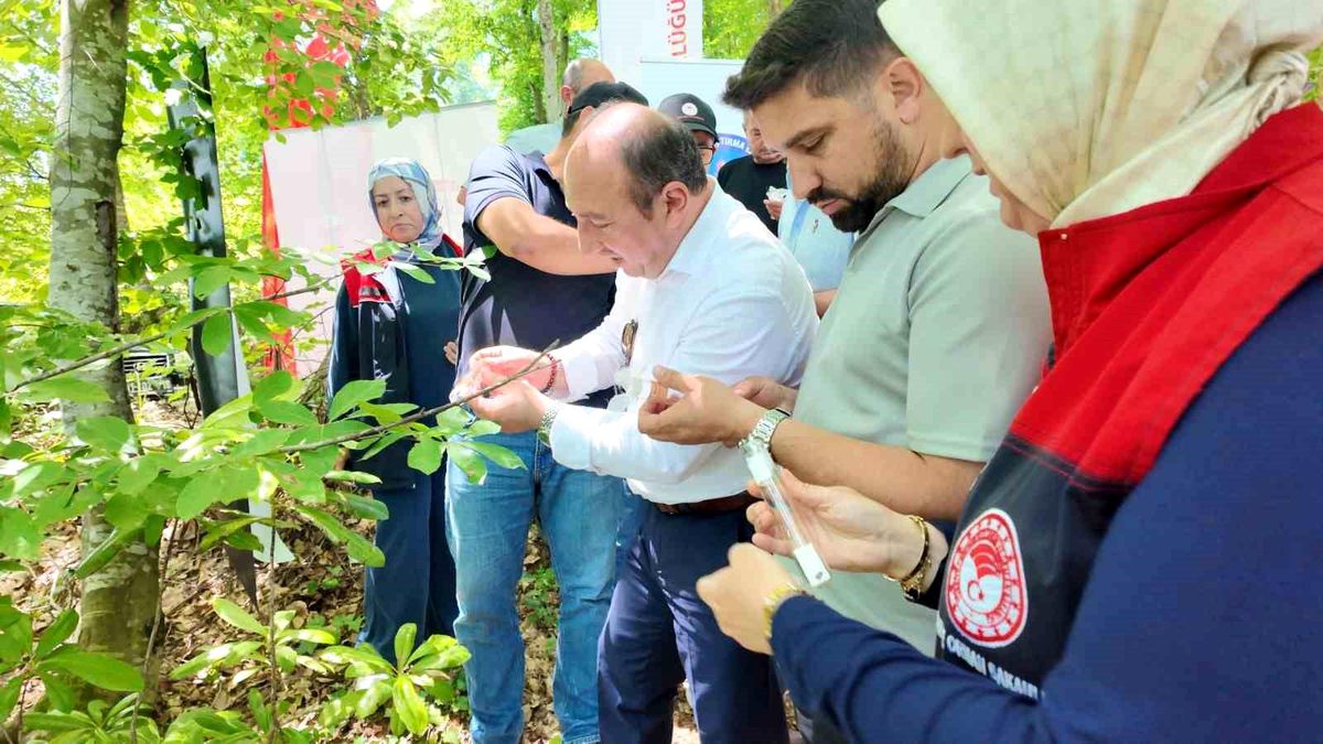 Savaşçı arılar kahverengi kokarcalar için salındı