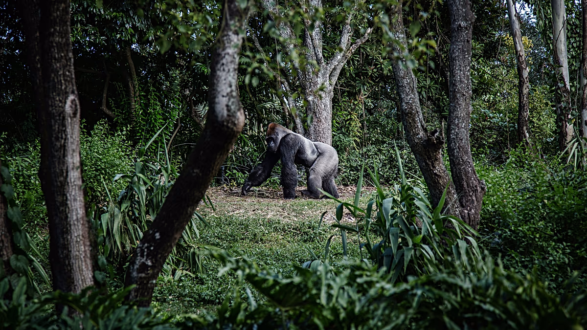 ‘Attenborough etkisi’, Ruanda'nın goril turizmine ilgiyi artırıyor