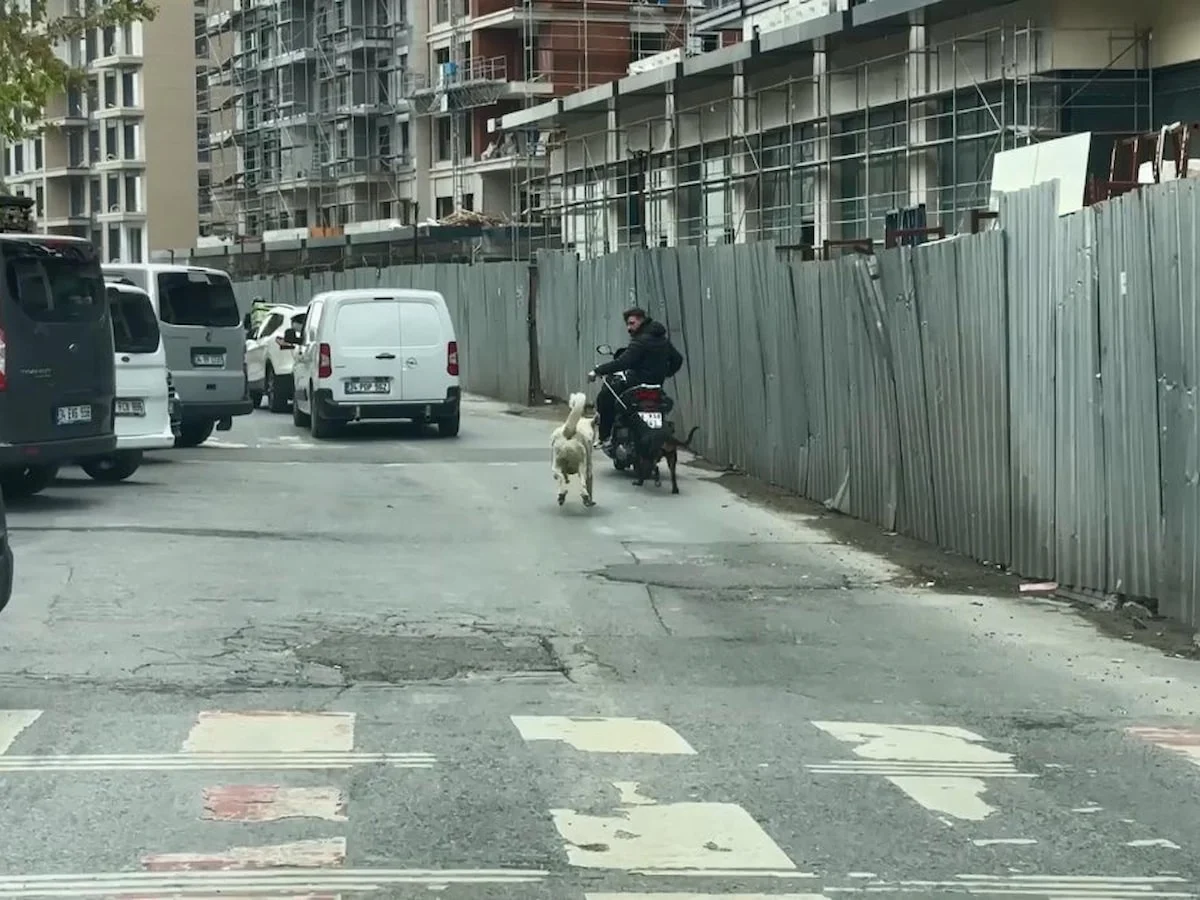 İstanbul'da motosiklete bağladığı köpeği metrelerce koşturdu
