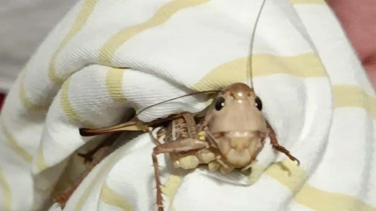 Dev çekirgeler tarım ürünleri için zararlı mı? Uzmanlar açıkladı