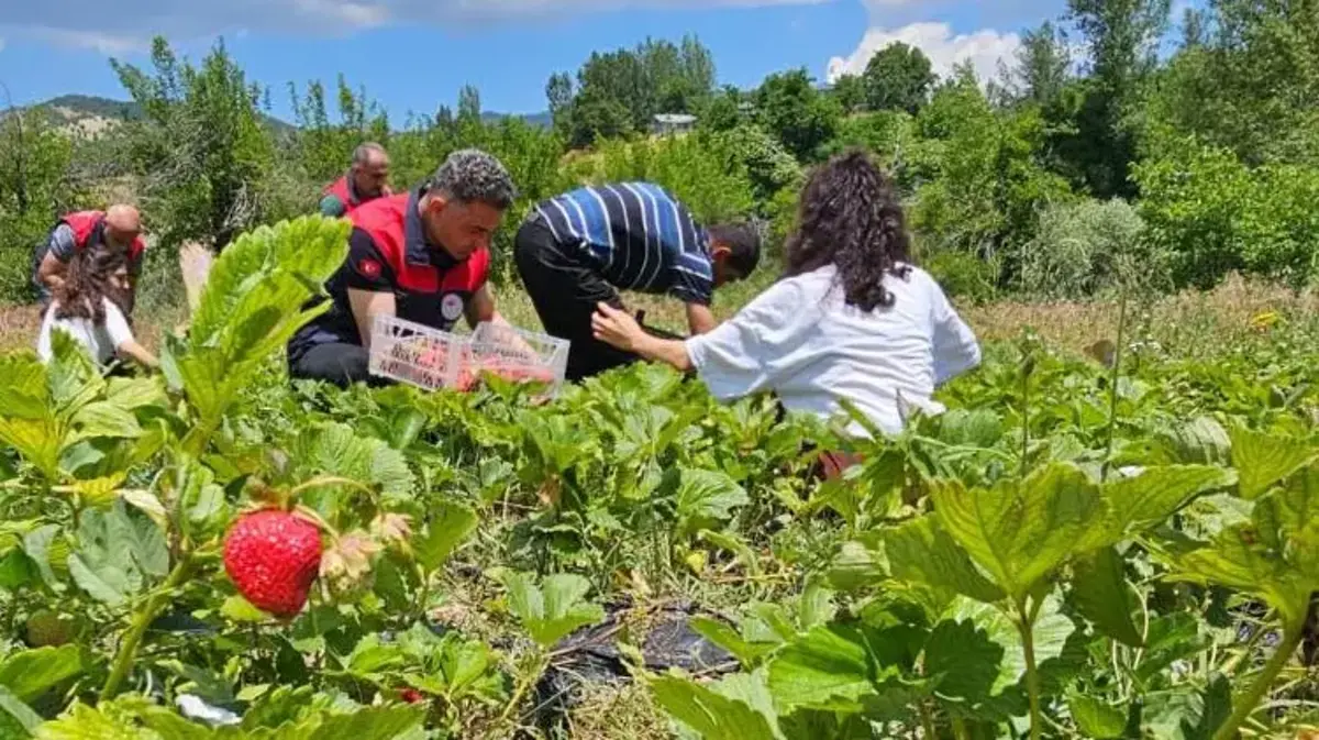 Tunceli’de kadın üreticilerin yüzünü hasat güldürdü