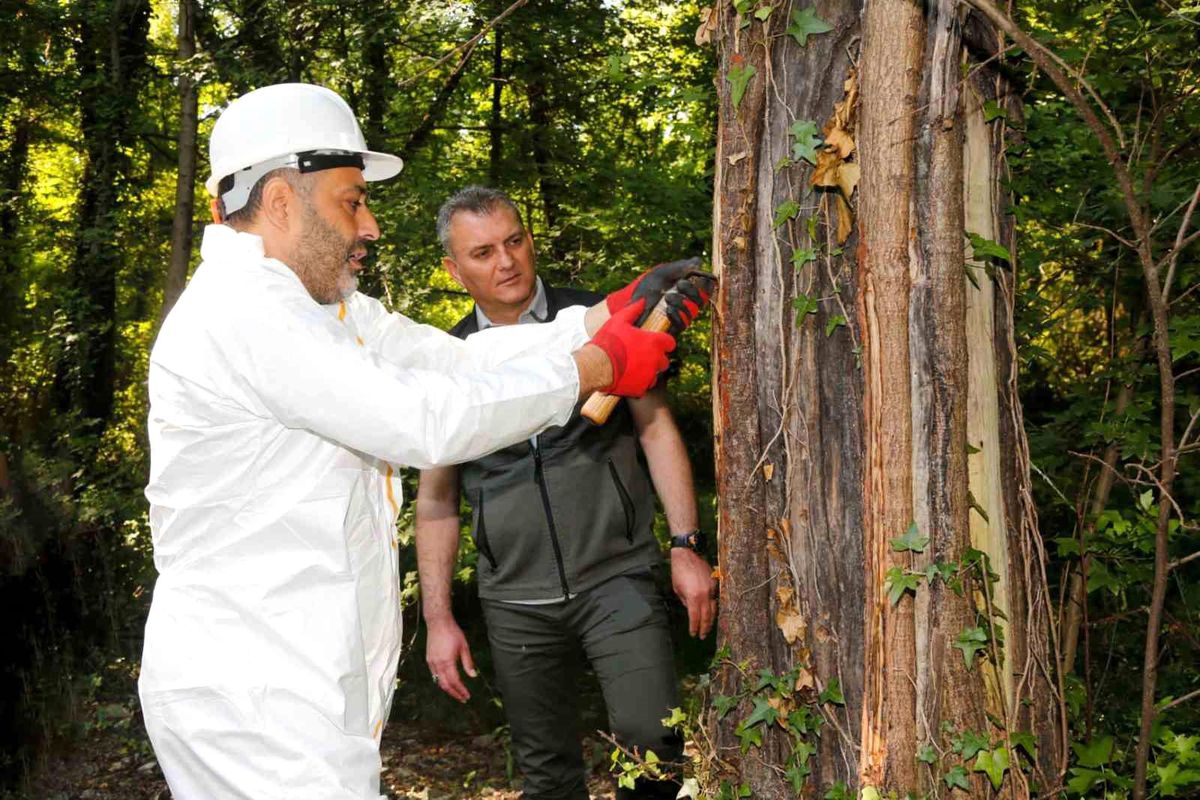 Muğla'daki Sığla ormanlarından 1 ton Sığla yağı üretimi bekleniyor