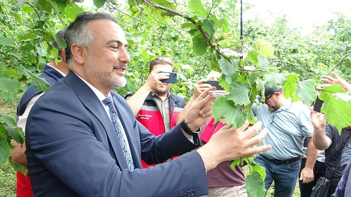 Giresun'da kahverengi kokarcaya karşı 'samuray' operasyonu