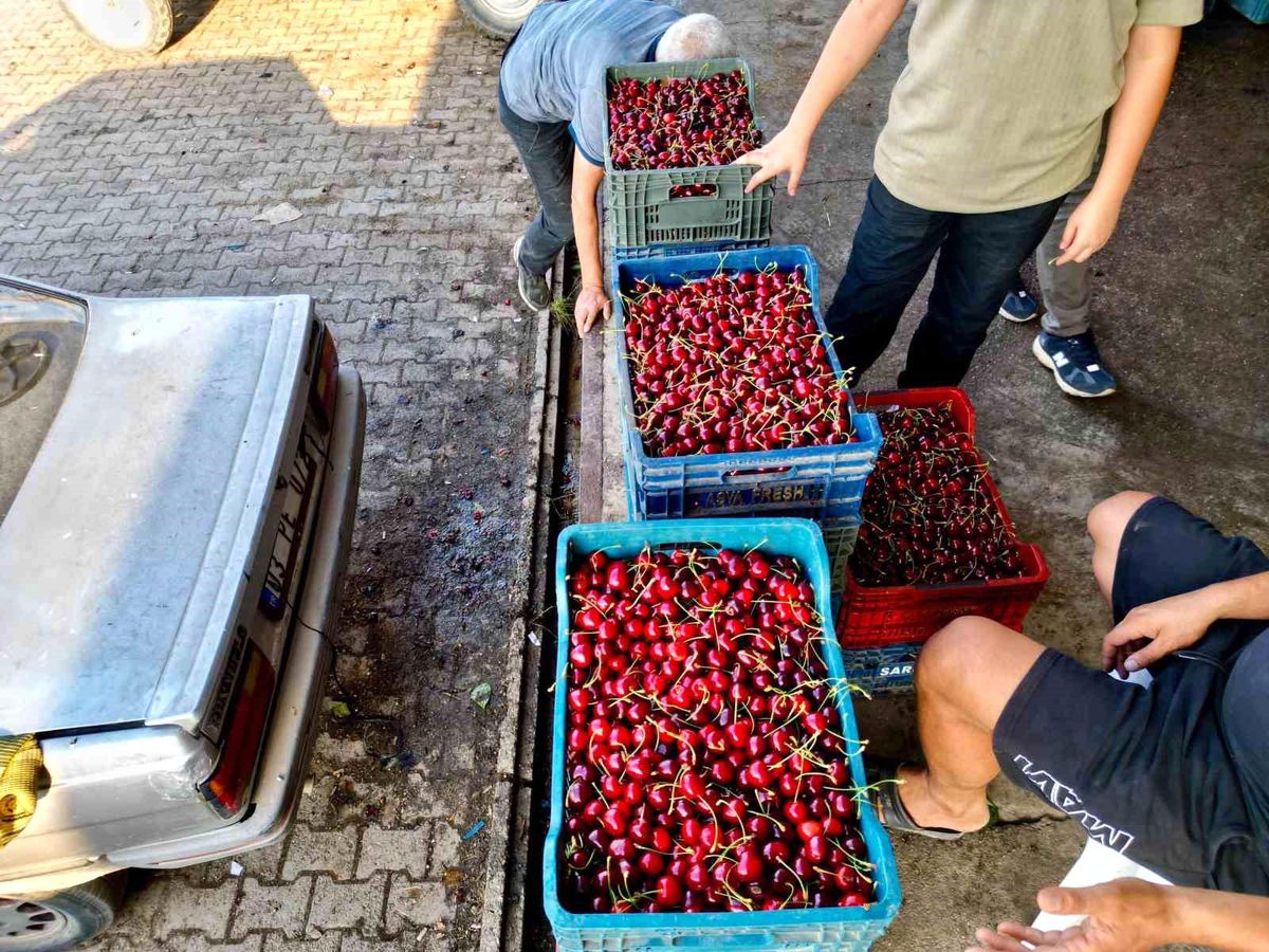 Dünya sofralarını süsleyen 'Napolyon' kirazda bereket yaşanıyor