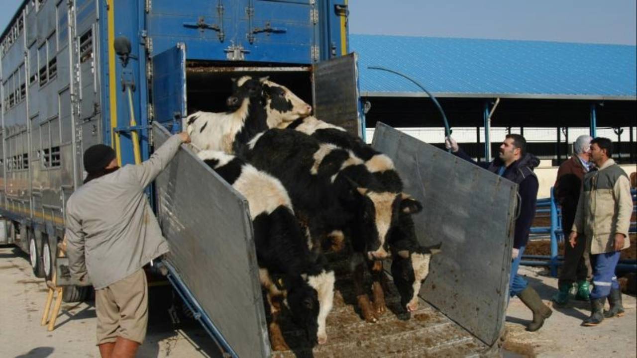 Hayvancı da nakliyeci de mağdur: Hafta sonu pazar var, sevk raporu yok