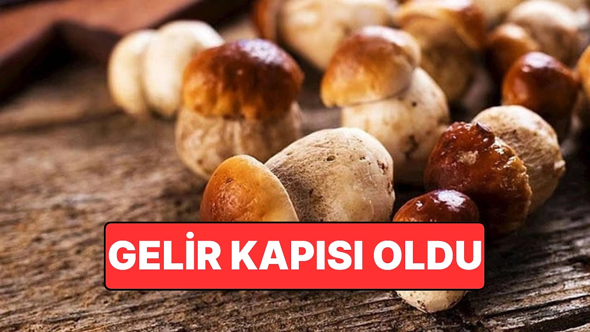 Bu Mantar Üreticisine Kısa Sürede Yüksek Kazanç Sağlıyor: Gelir Kapısı Haline Geldi