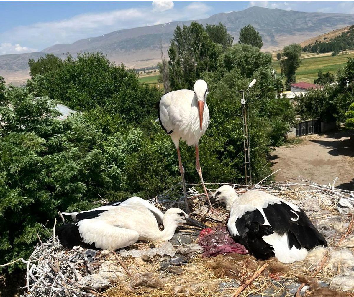 Güroymak'ta yaralı leylek ve yavrularına şefkat eli