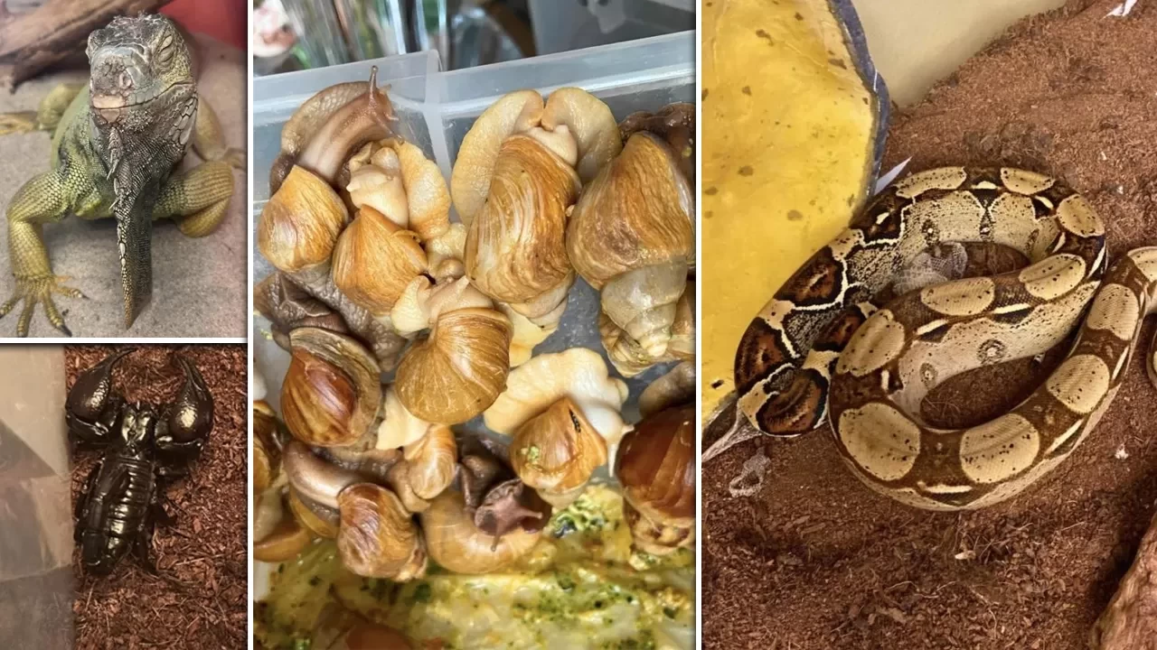 İstanbul’da egzotik hayvan operasyonu! Evden çıkan türler şaşırttı